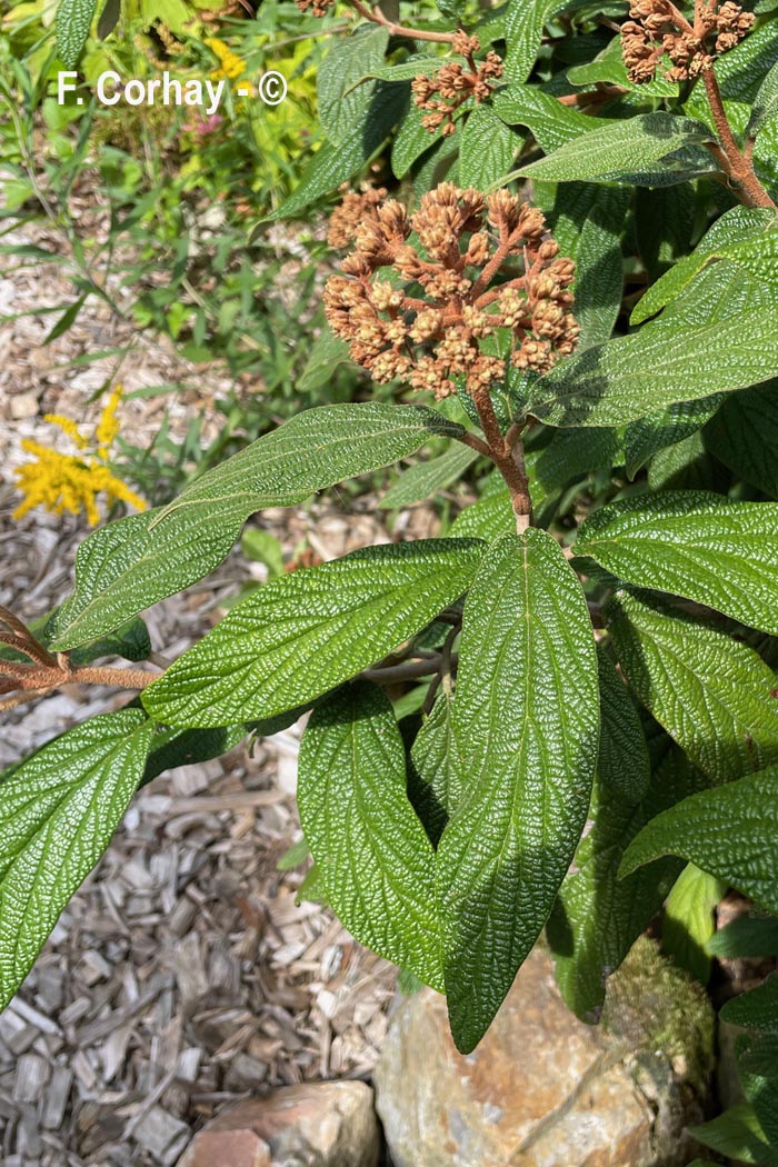 Viburnum lantana (viorne lantane, viorne mancienne)