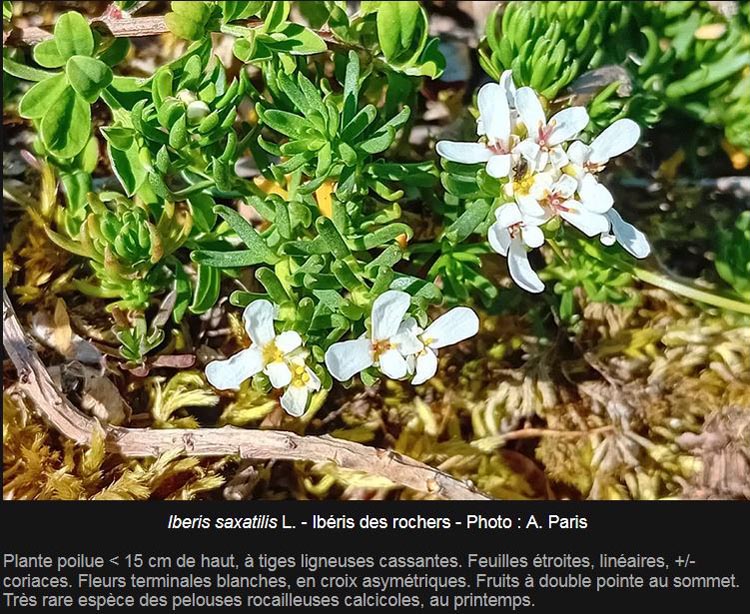 Iberis saxatilis (ibéris des rochers)