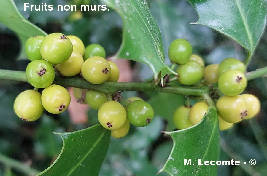 Ilex aquifolium