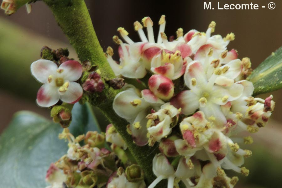 Ilex aquifolium