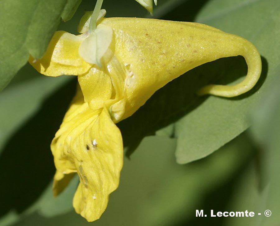 Impatiens noli-tangere (balsamine des bois)