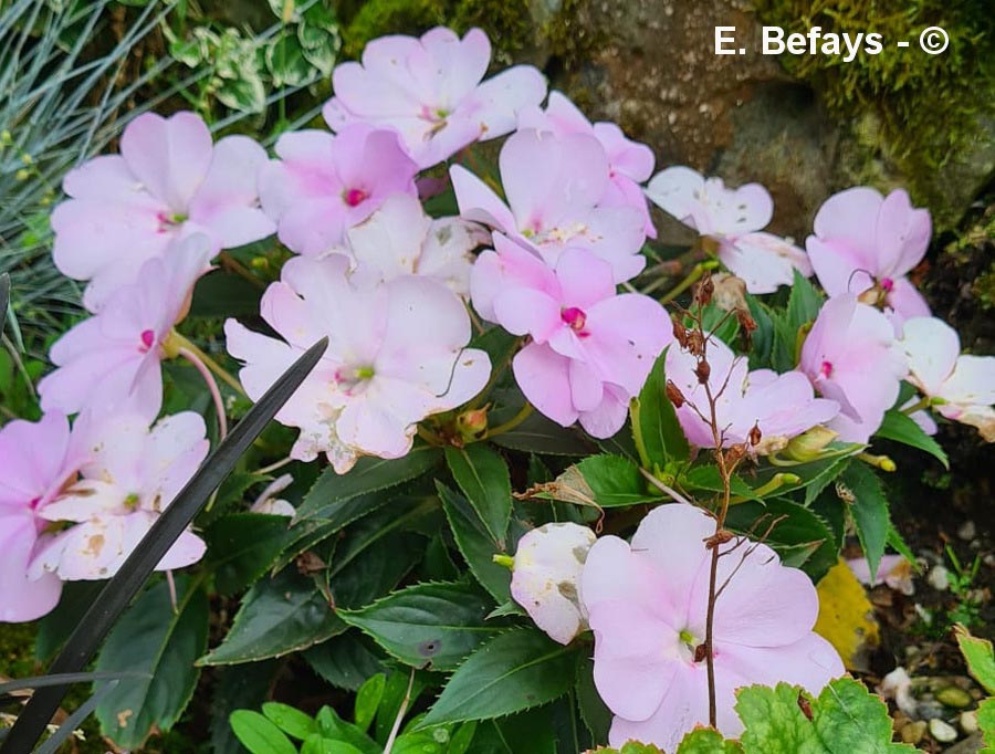 Impatiens walleriana ('impatience des jardins)