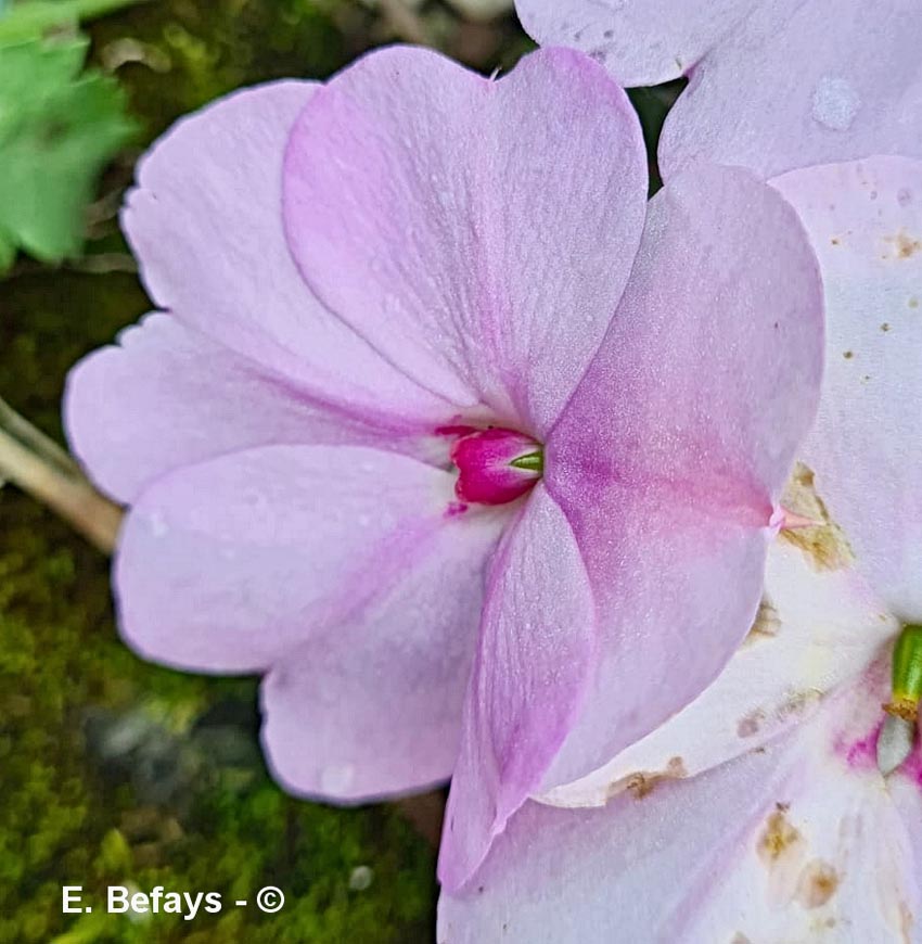 Impatiens walleriana ('impatience des jardins)