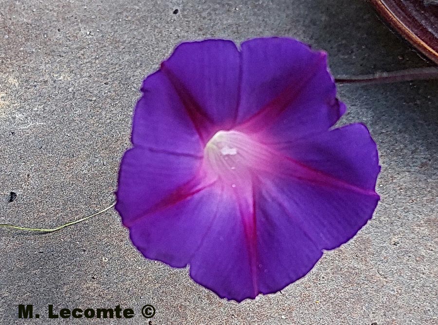 Ipomoea nil (liseron fleur bleue, ipomée du Nil, étoile du matin)
