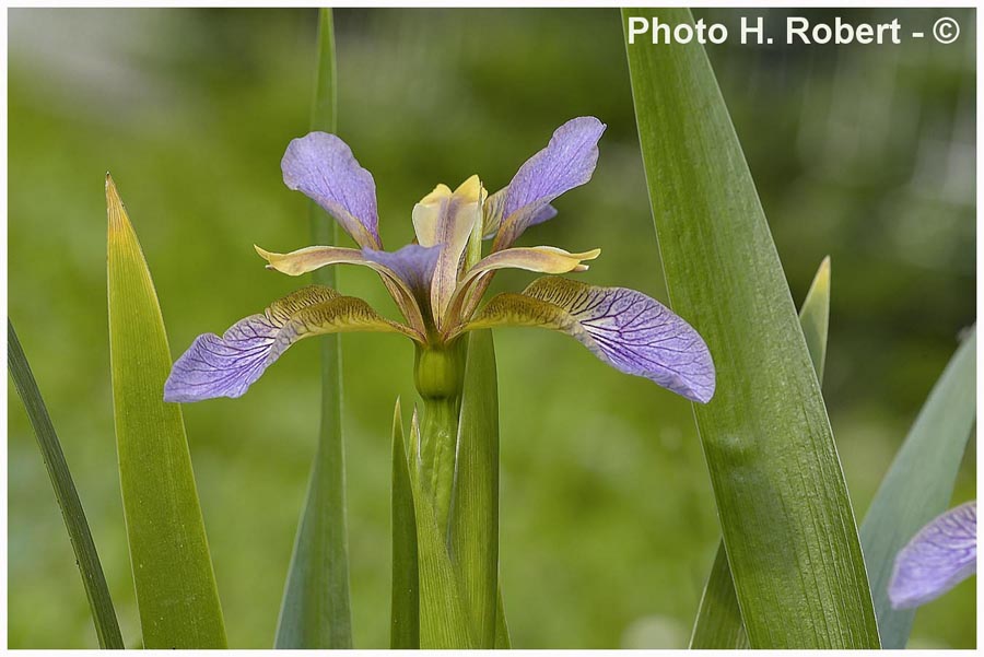 Iris sp.