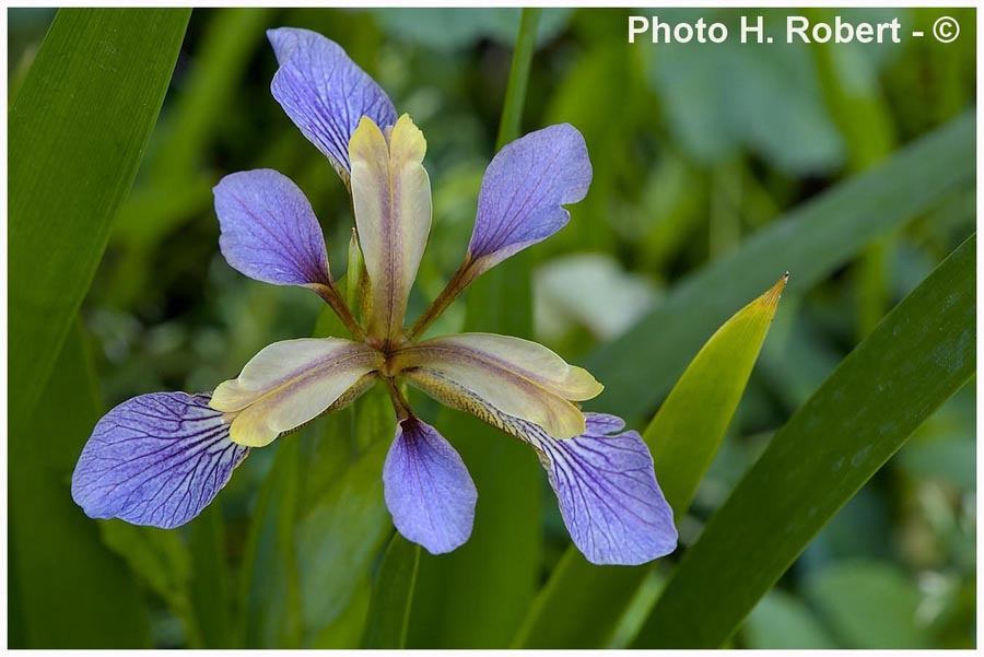 Iris sp.