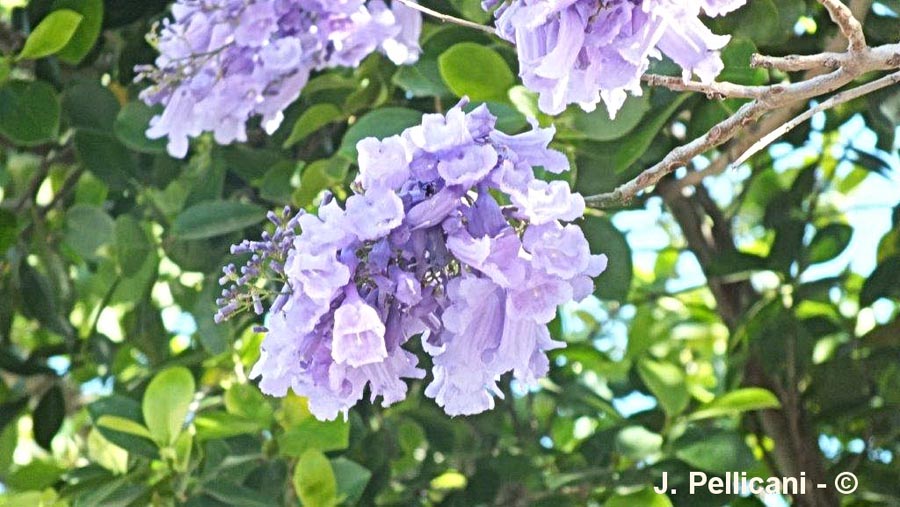 Jacaranda mimosifolia (flamboyant bleu) 