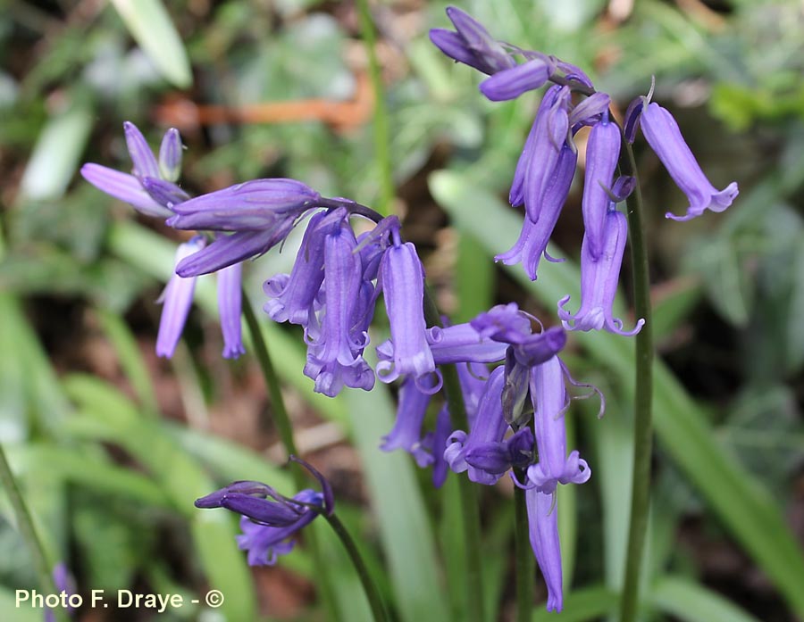 Hyacinthoides non-scripta