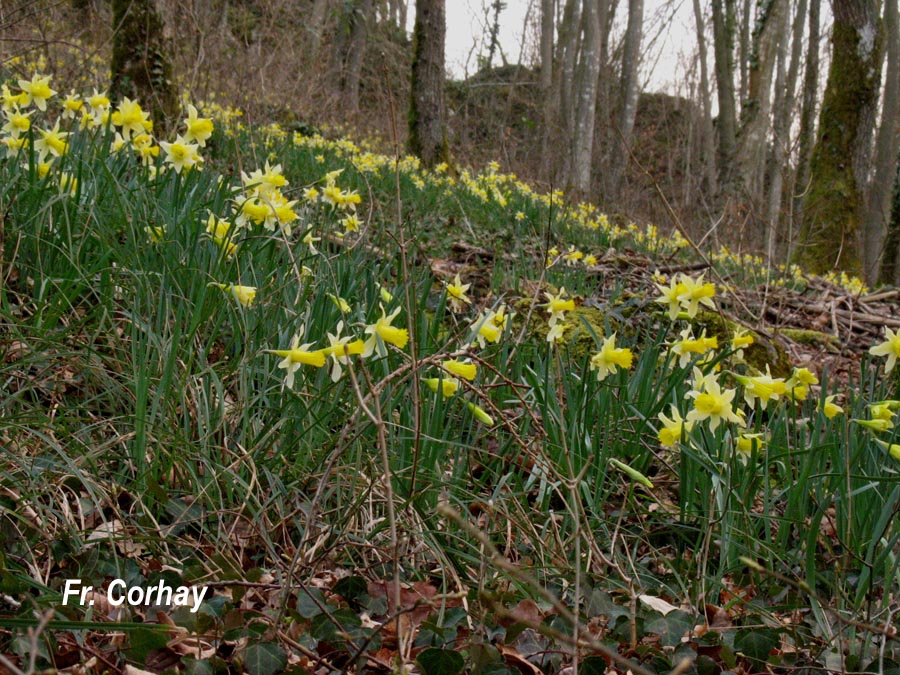 Narcissus pseudonarcissus