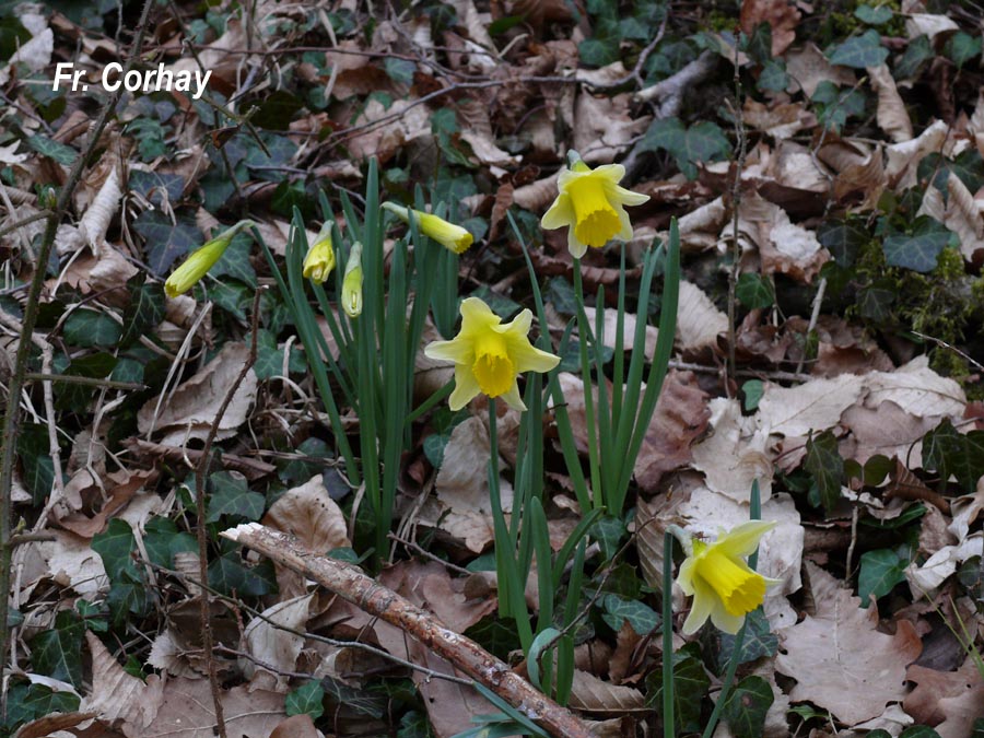 Narcissus pseudonarcissus