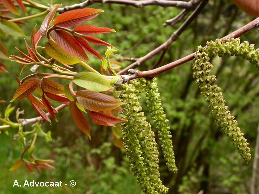 Juglans regia (noyer commun)