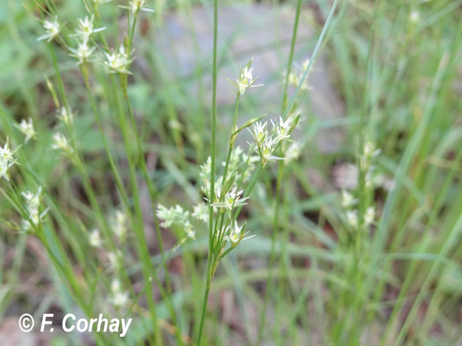 Juncus tenuis