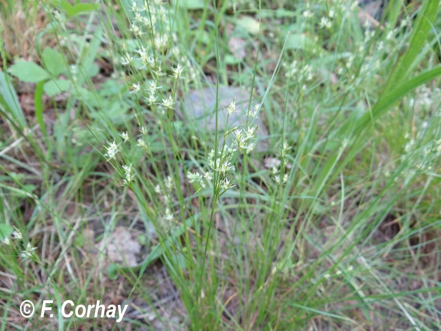 Juncus tenuis