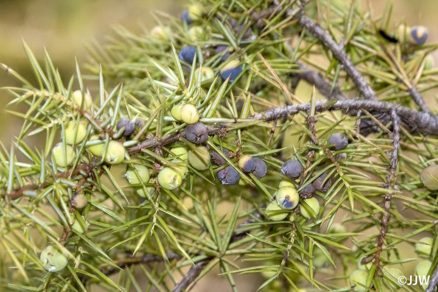 Juniperus communis