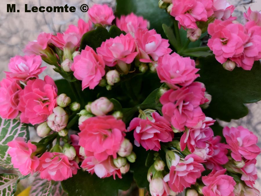  Kalanchoe sp.