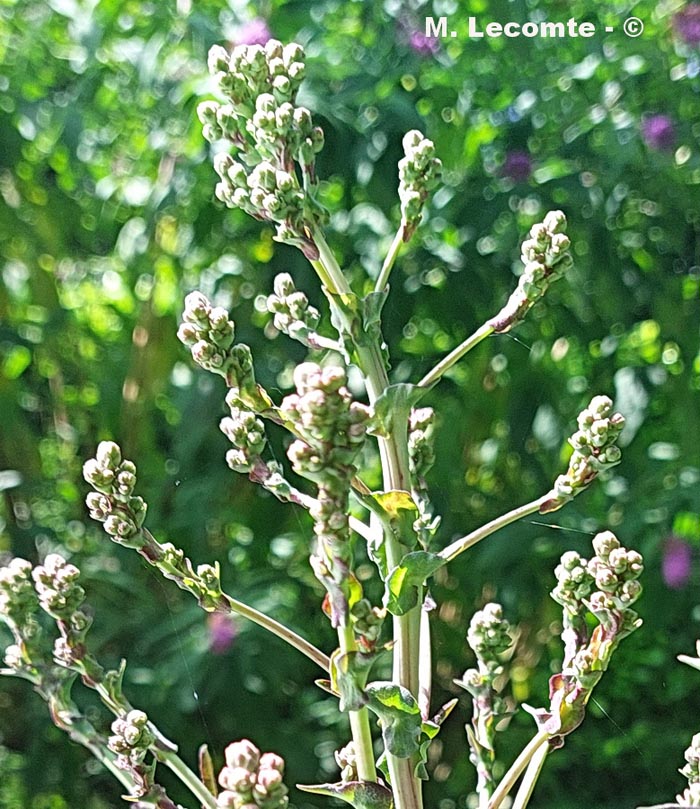 Lactuca quercina (laitue à feuilles de chêne)