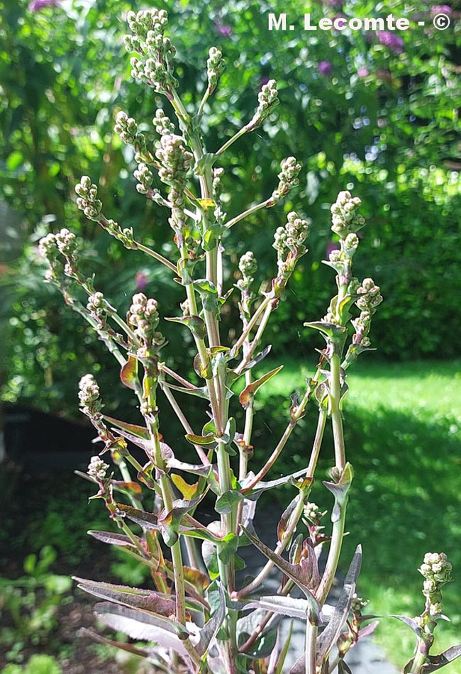 Lactuca quercina (laitue à feuilles de chêne)