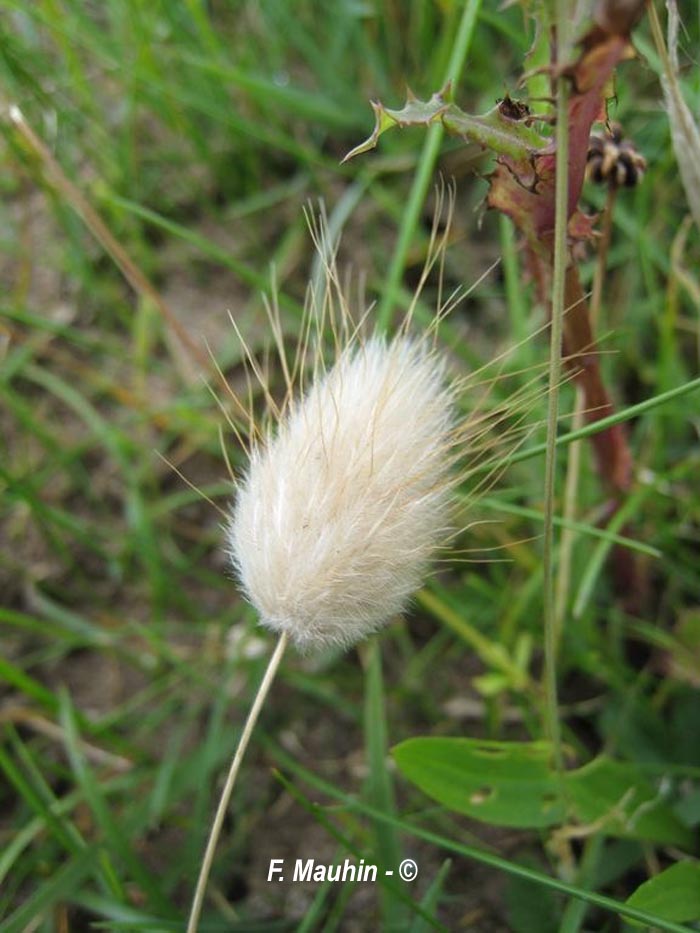 Lagurus ovatus