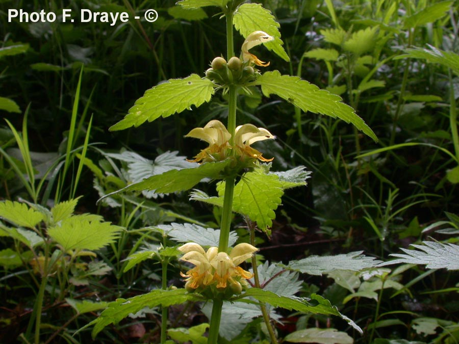 Lamium (Lamiastrum) galeobdolon