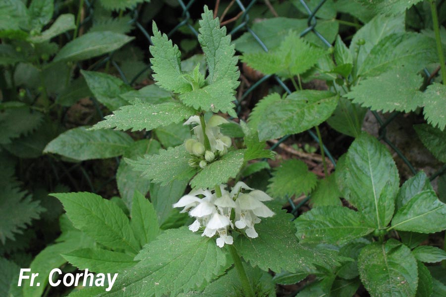 Lamium album