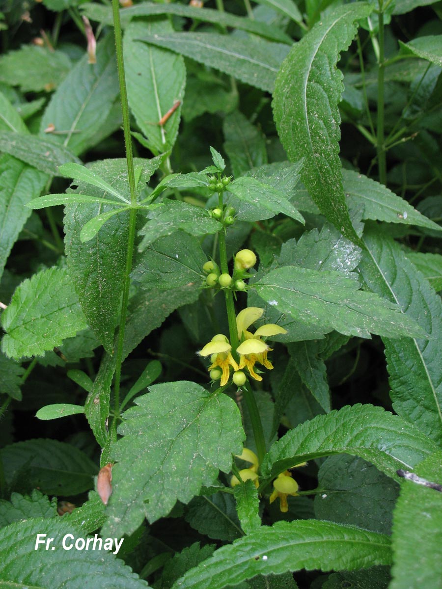 Lamium (Lamiastrum) galeobdolon