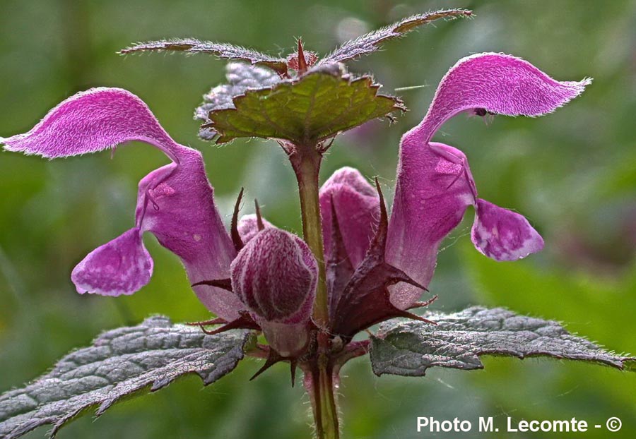 Lamium amplexicaule