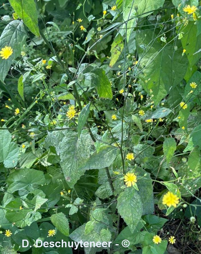 Lapsana communis (lampsane commune)