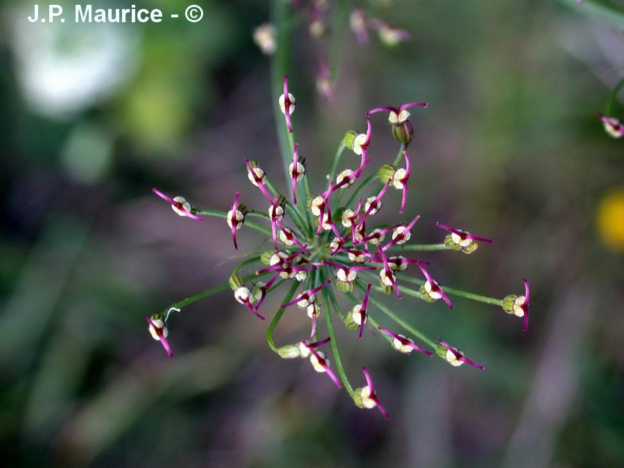Laserpitium latifolium (laser à feuilles larges)