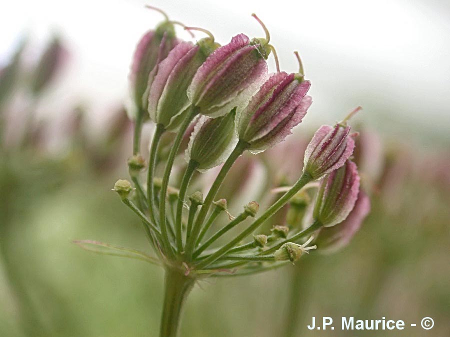 Laserpitium latifolium (laser à feuilles larges)