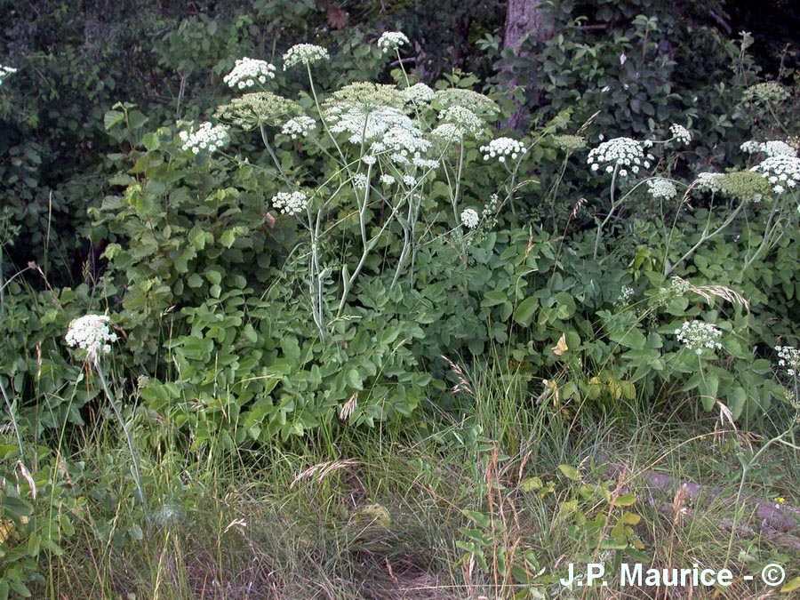 Laserpitium latifolium (laser à feuilles larges)