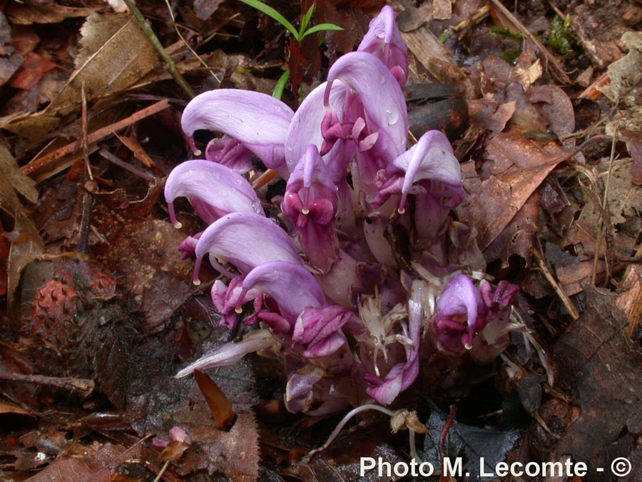 Lathraea clandestina