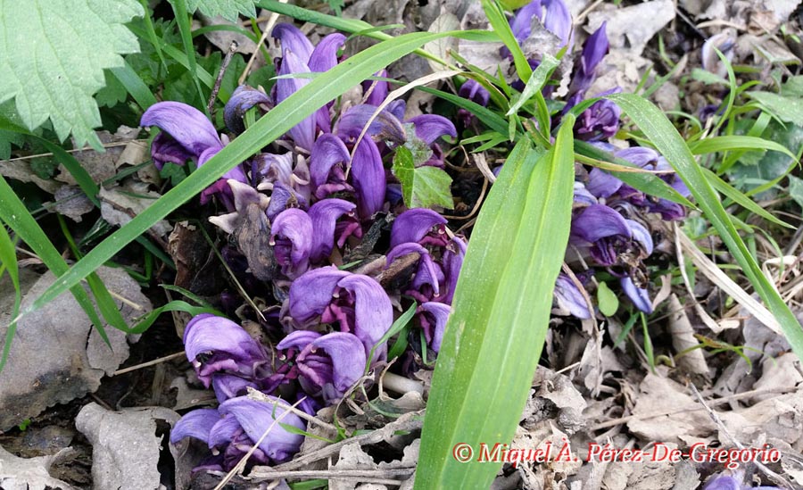 Lathraea clandestina