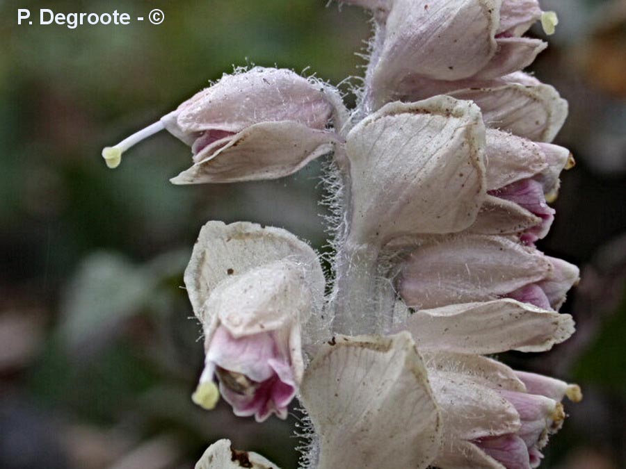 Lathraea squamaria (lathrée écailleuse)