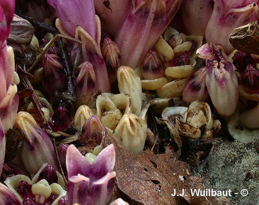 Lathraea clandestina