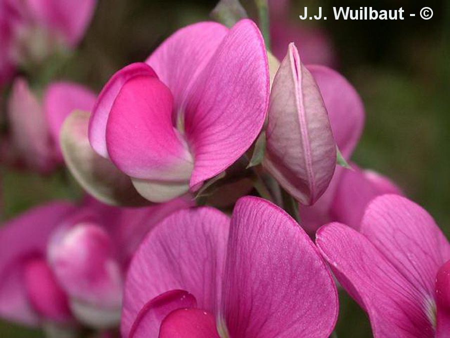 Lathyrus latifolius (gesse à larges feuilles)