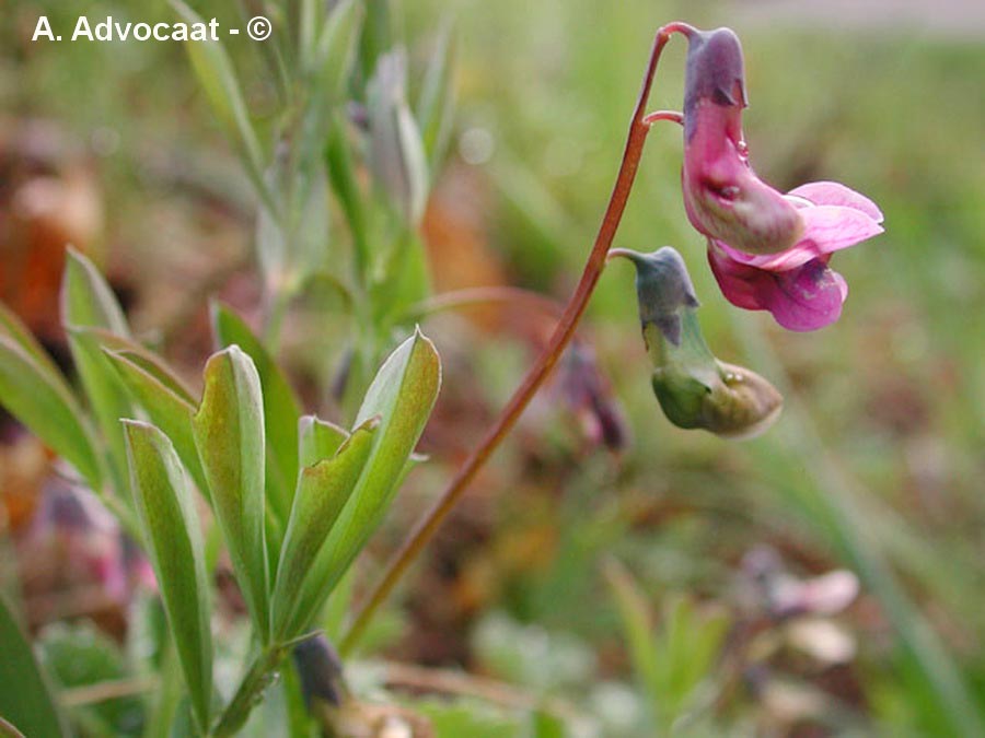  Lathyrus linifolius (gesse à feuille de lin)
