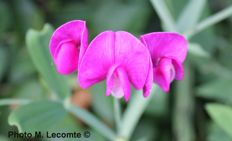 Lathyrus tuberosus