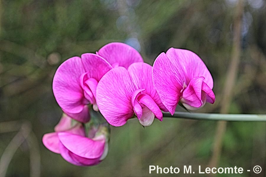 Lathyrus tuberosus