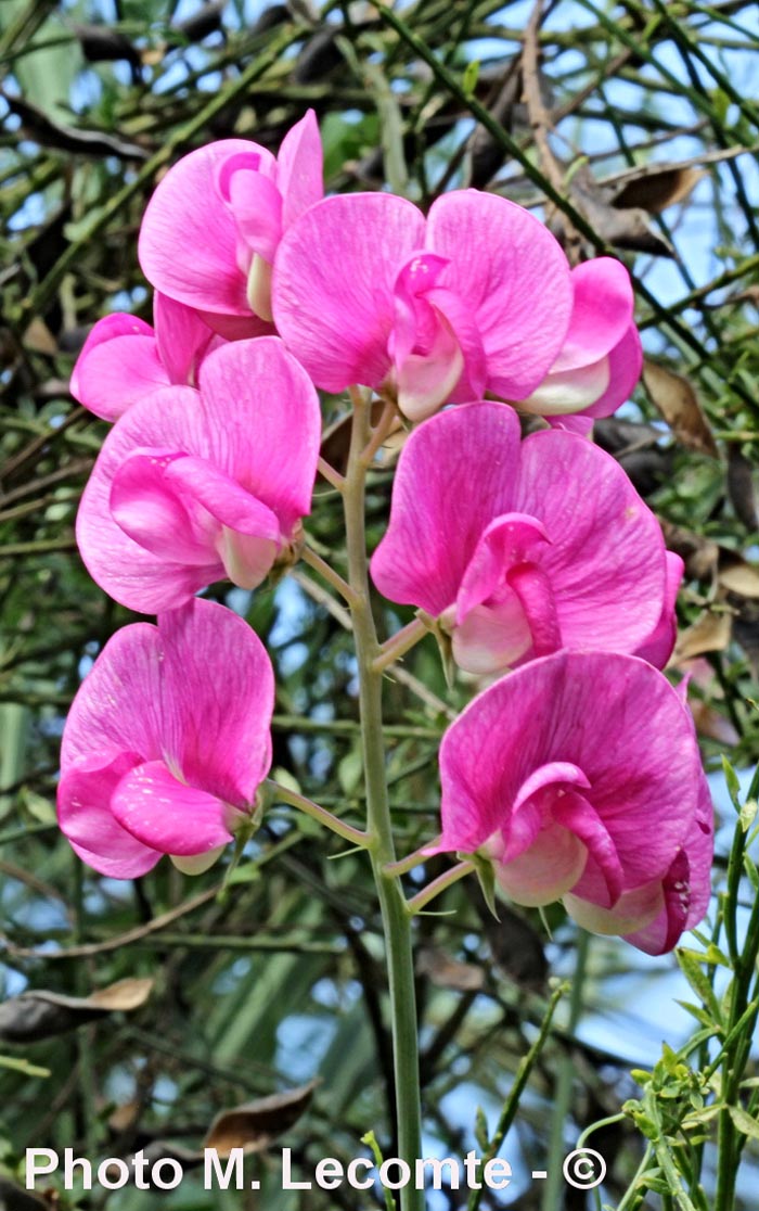 Lathyrus tuberosus