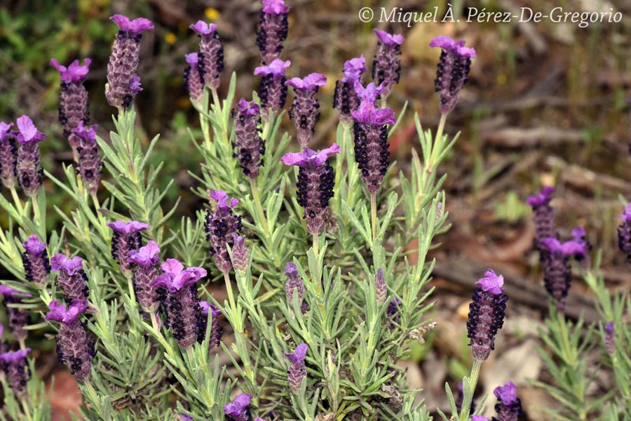 Lavandula stoechas