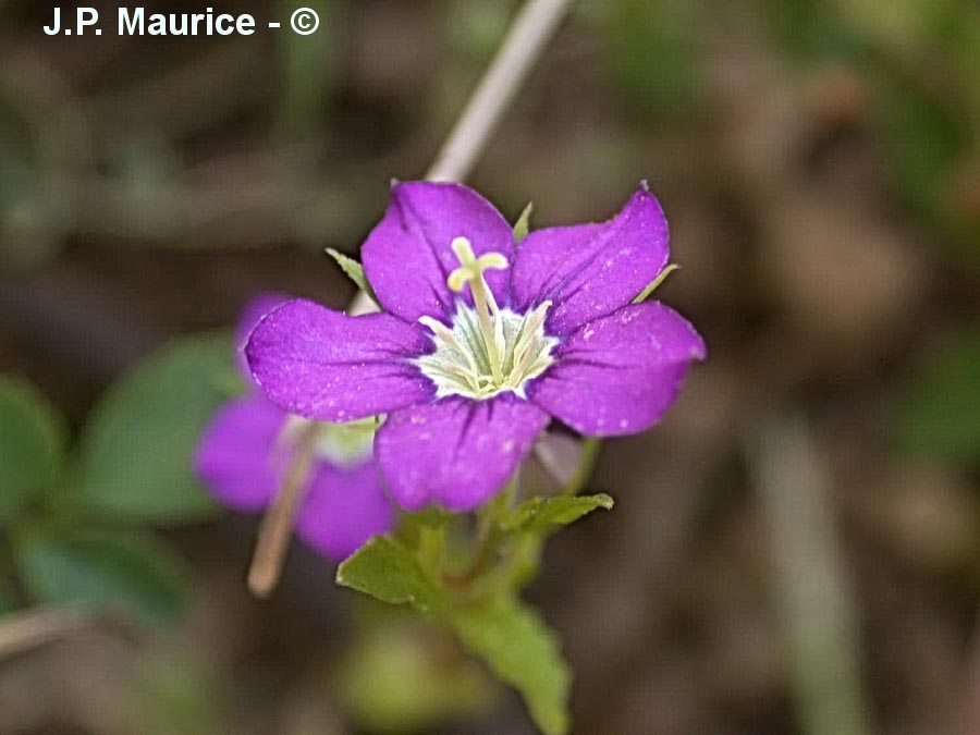 Legousia speculum-veneris (miroir de vénus)