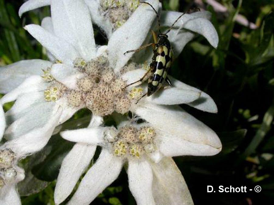 Leontopodium alpinum