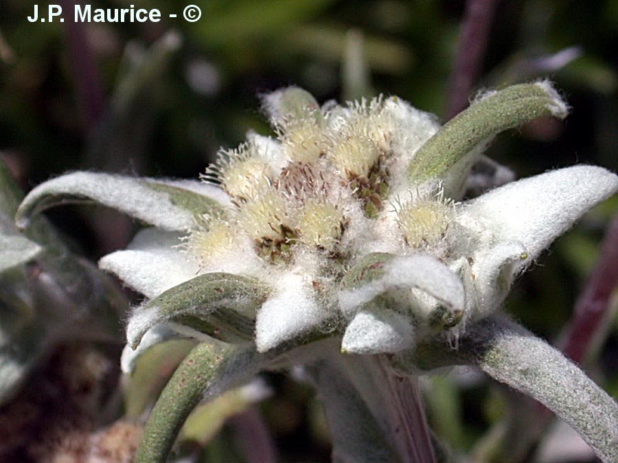 Leontopodium alpinum