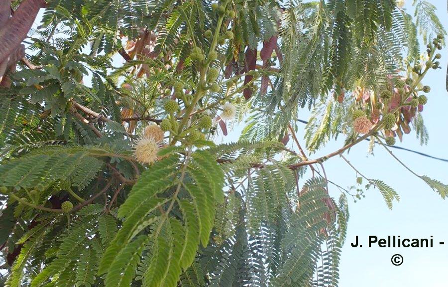 Leucaena leucocephala