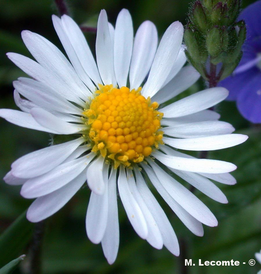 Leucanthemum vulgare (marguerite)