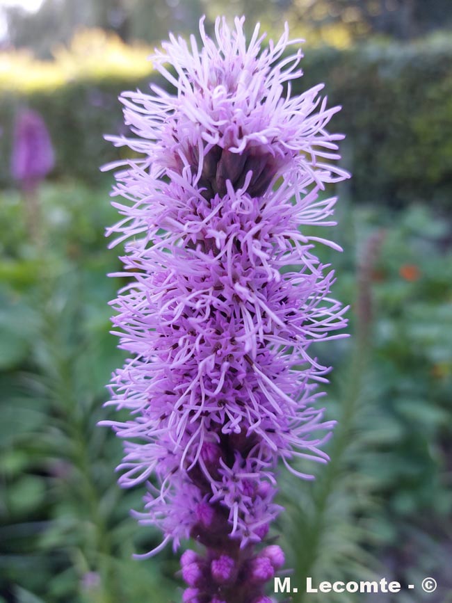Liatris spicata (liatris des marais)