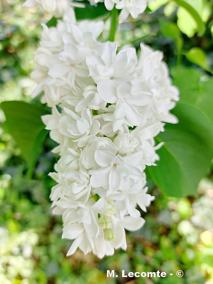 Syringa vulgaris