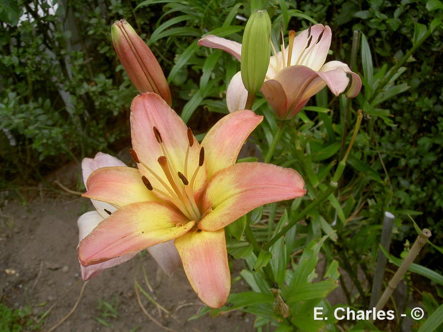 Lilium (cultivar) (lis)
