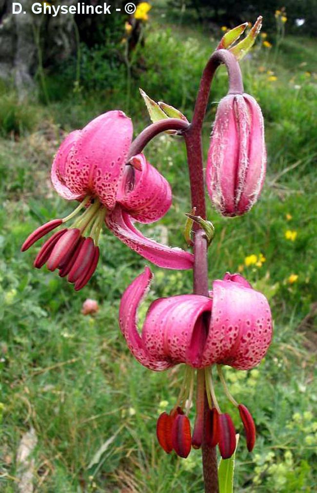 Lilium martagon (lis martagon)