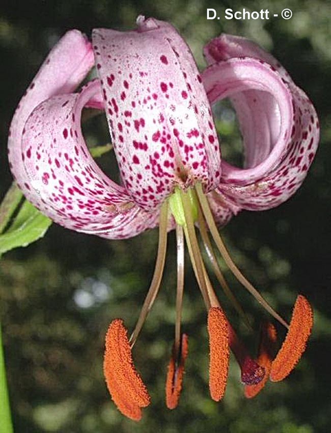 Lilium martagon (lis martagon)
